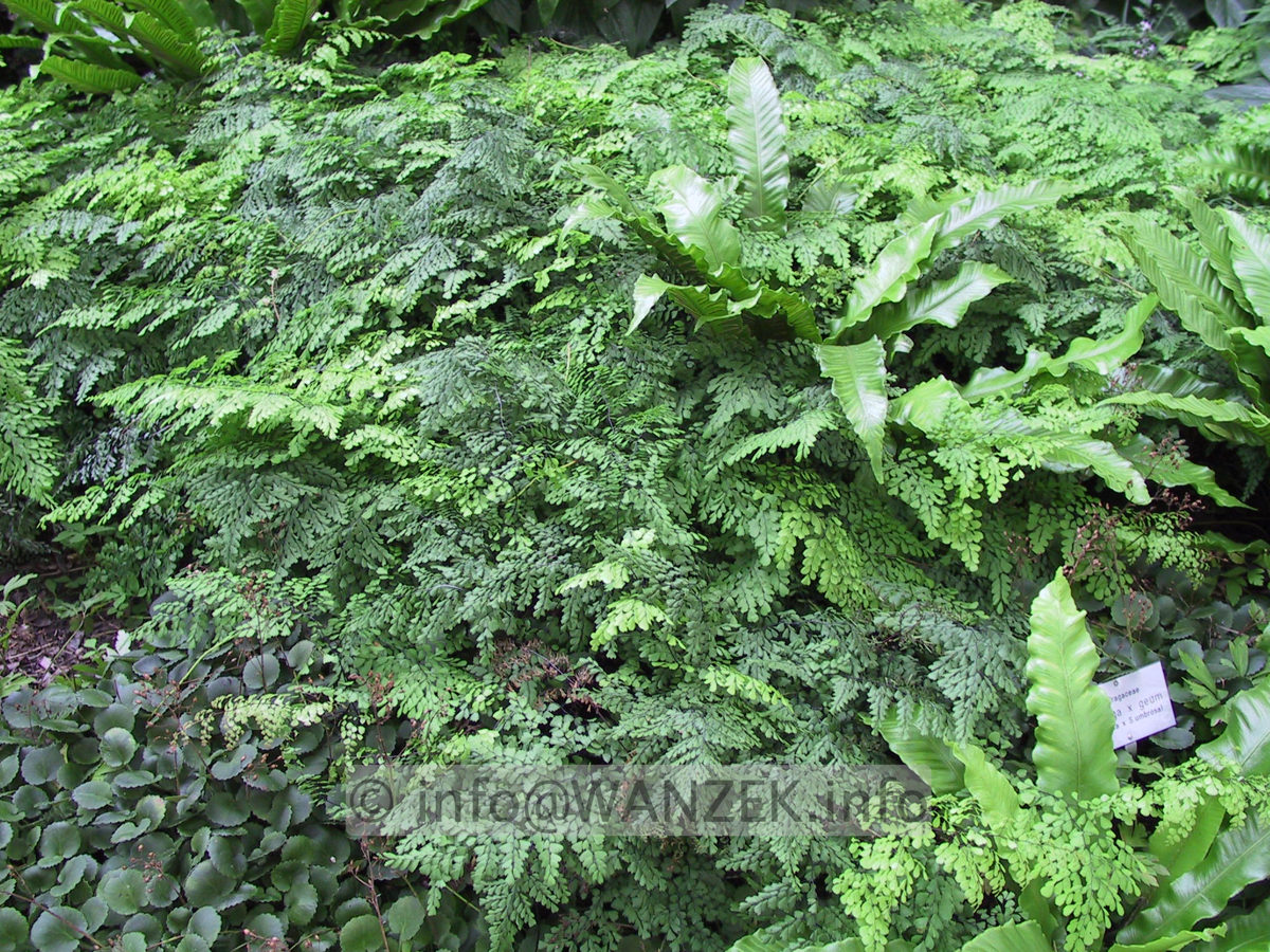 Adiantum venustum.JPG